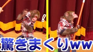 【検証】お猿さんにマジック見せたら“魔法”だと思うんじゃないか？？