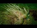 giant nudibranch