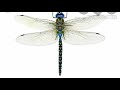 seeing dragonfly meaning in hindi