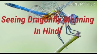 Seeing Dragonfly Meaning In Hindi