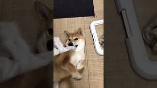 靴下をみるとイタズラせずにはいられない柴犬