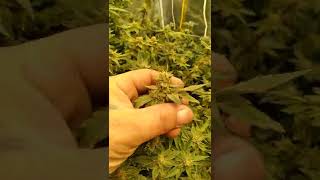 ""FREE SEEDS FROM NORTH ATLANTIC SEEDS....