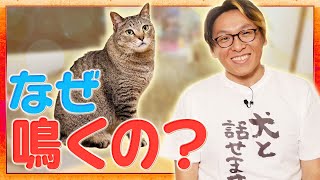 【動物とお話】猫のミミちゃんと話をしてみた