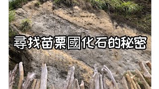 Ep 26. 苗栗～後龍～過港貝化石層