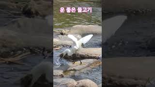 백로의 물고기 사냥 #shorts