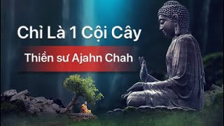 Chỉ Là Một Cội Cây - Thiền sư Ajahn Chah