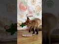 Rescued fox becames a mom #fox #shorts #animals #pet #cute