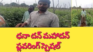 మహాదన్ వారి ఫ్లవరింగ్ స్పెషల్ !!! Muralikrishna agriculture support.