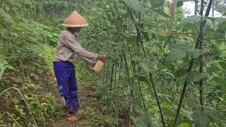 Elderly Farmer Sprays Long Beans Amid Stunning Forest Scenery 🌳 | Pest-Free \u0026 Bountiful Harvest