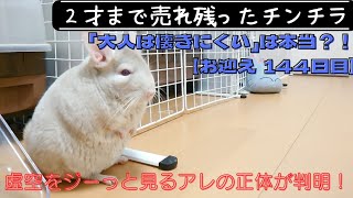 【144日目】２才のチンチラをお迎えしても懐いてくれるのか！？【虚空をジーっと見つめるアレの正体は⁉️】