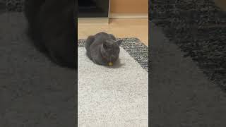 おい、起こすなよ😱🐈‍⬛#ブリティッシュショートヘア #british #britishshorthair #shorts #short #猫のいる暮らし #cat #catvideos