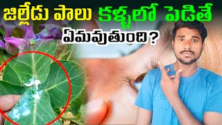 🔰జిల్లేడు చెట్టు పలు EYES లో పడితే?Top interesting and unknown facts in telugu||Facts in telugu