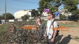 【綠野農莊料理廚房】大廚上菜 – 洛神花燒雞