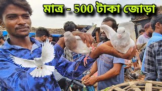 কবুতর হাট ২০২৪ | Beldanga Hat Murshidabad | Beldanga Pigeon Market 🕊@IndianPigeonsSale