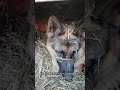 Солома отличный вариант утепления в будке👍 альма собака овчарка germanshepherd вольер dog то