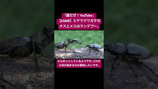 【ASMR】ミヤマクワガタのオスとメスのランデブー。 #sdgs #クワガタ #虫の音 #カブトムシ #虫の声 #asmrsounds #昆虫 #insects #ytshorts #mukbang