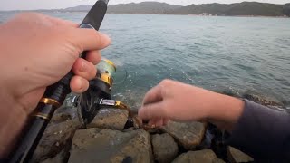 めざせ１００魚種！初魚種釣れました