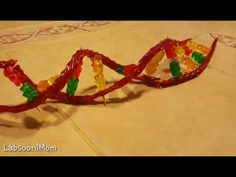 DNA model using candy DNA model using candy