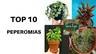 TOP 10 PEPEROMIAS