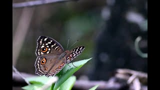 屏東縣瑪家鄉的眼紋擬蛺蝶 Junonia lemonias aenaria （2021 10 16）