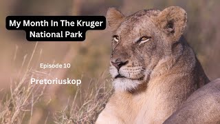 The Kruger National Park  - Pretoriuskop