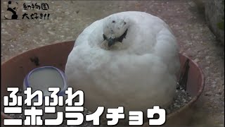 綿菓子のような鳥。ニホンライチョウ　上野動物園 2021/11/30 Japanese Rock ptarmigan UENO ZOO IN TOKYO