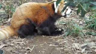 埼玉県こども動物自然公園 レッサーパンダ リンゴを食べるミンミン　Min Min eating apple red pandas　Min Min äter äpple röda pandor