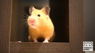 おケツに何か付いてるよ。【ハムスター／キンクマ】/Hamster TORACO. There is something in the bottom.