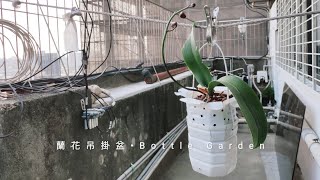 超實用！不花錢寶特瓶蘭花吊掛盆 Orchid NEW BOTTLE GARDEN RECYCLE