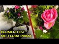 BLUMEN TEST mit Flora Prima