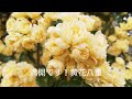 京都府立植物園 オンライン・ミニミニミニガイド 005