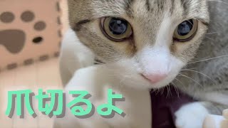 おとなしい猫の爪切り【マンチカン】