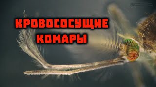 Кровососущие комары. Милые и забавные. // Clever Cricket