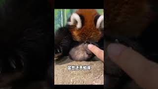 近距离抚摸可爱的小熊猫