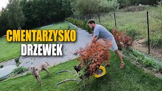 CMENTARZYSKO DRZEWEK, czas posadzić nowe.