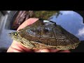 update on my map turtle map turtle identification