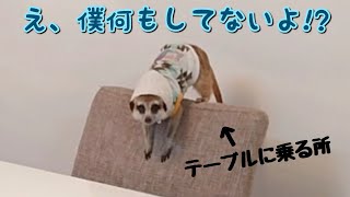 怒られてもめげないなっくん🥴【ミーアキャット飼育】