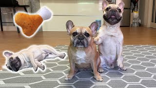 How clever are French Bulldogs? 17 Cute Dog Tricks 😲