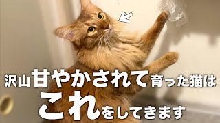 たくさん甘やかされて育った猫だけが見せる行動