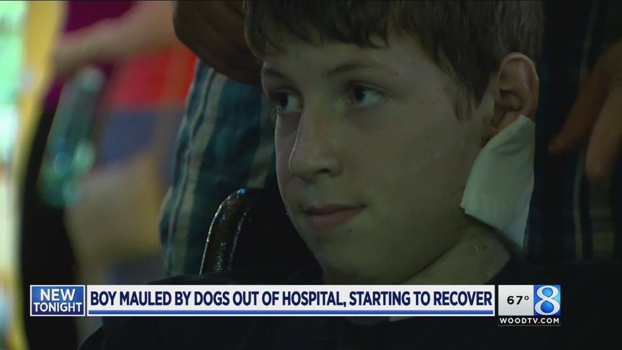 Boy Attacked By Dogs ‘healing Day By Day’ - YouTube