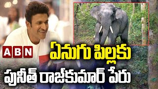 ఏనుగు పిల్లకు పునీత్ రాజ్‌కుమార్ పేరు | Baby Elephant In Karnataka Named Puneeth Rajkumar || ABN