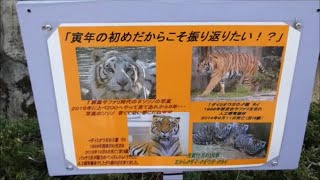 【ホワイトタイガー・トラ】貴重な写真!!!　2022/2/18　とべ動物園