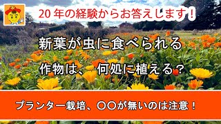 【自然栽培195 】プランター栽培のポイント！畑を始める時、何処にどの野菜植える？人参収穫、たねとり時期！