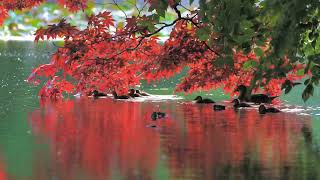 [4K] 春紅葉とオシドリファミリー　Spring autimn leaves and mandarin duck  family