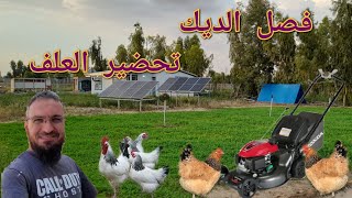 طريقة زيادة التخصيب في بيض الدجاج🥚تحضير علف للدجاج بالبيض والخبز الجاف🫓🥚أفضل طريقة لحصاد الجت☘️(89)