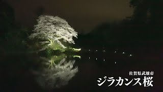 佐賀県武雄市　［川内ジラカンス桜］ショートバージョン