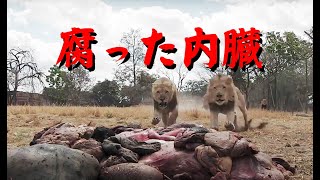 内臓喰い競争１★腐った内臓ばかりを必死にむさぼり喰うライオン達