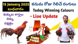 15 January 2025 Today Winning Colours#kukkutasastram  @SrinuGariFarms   @SrinuGaruSGF