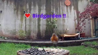 Colpi di coda invernali in Birdgarden !!