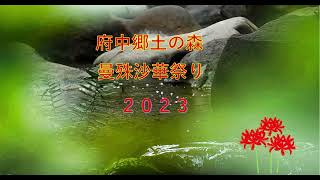 府中曼殊沙華祭り2023（A)